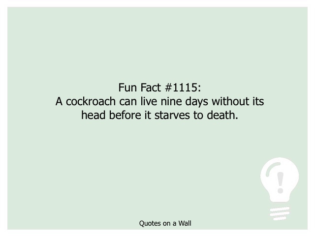 Fun Fact 1115