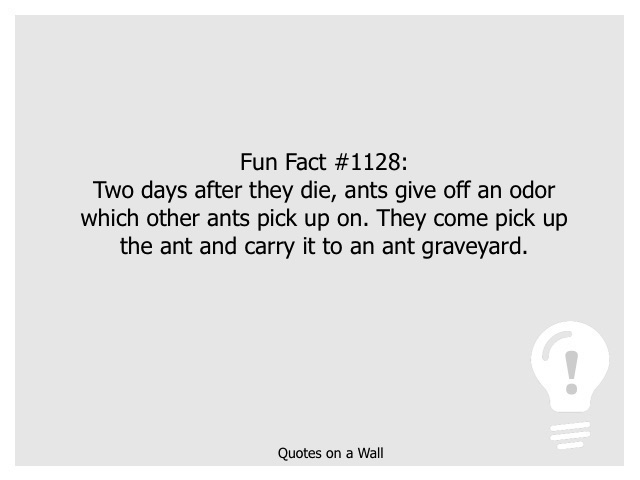 Fun Fact 1128